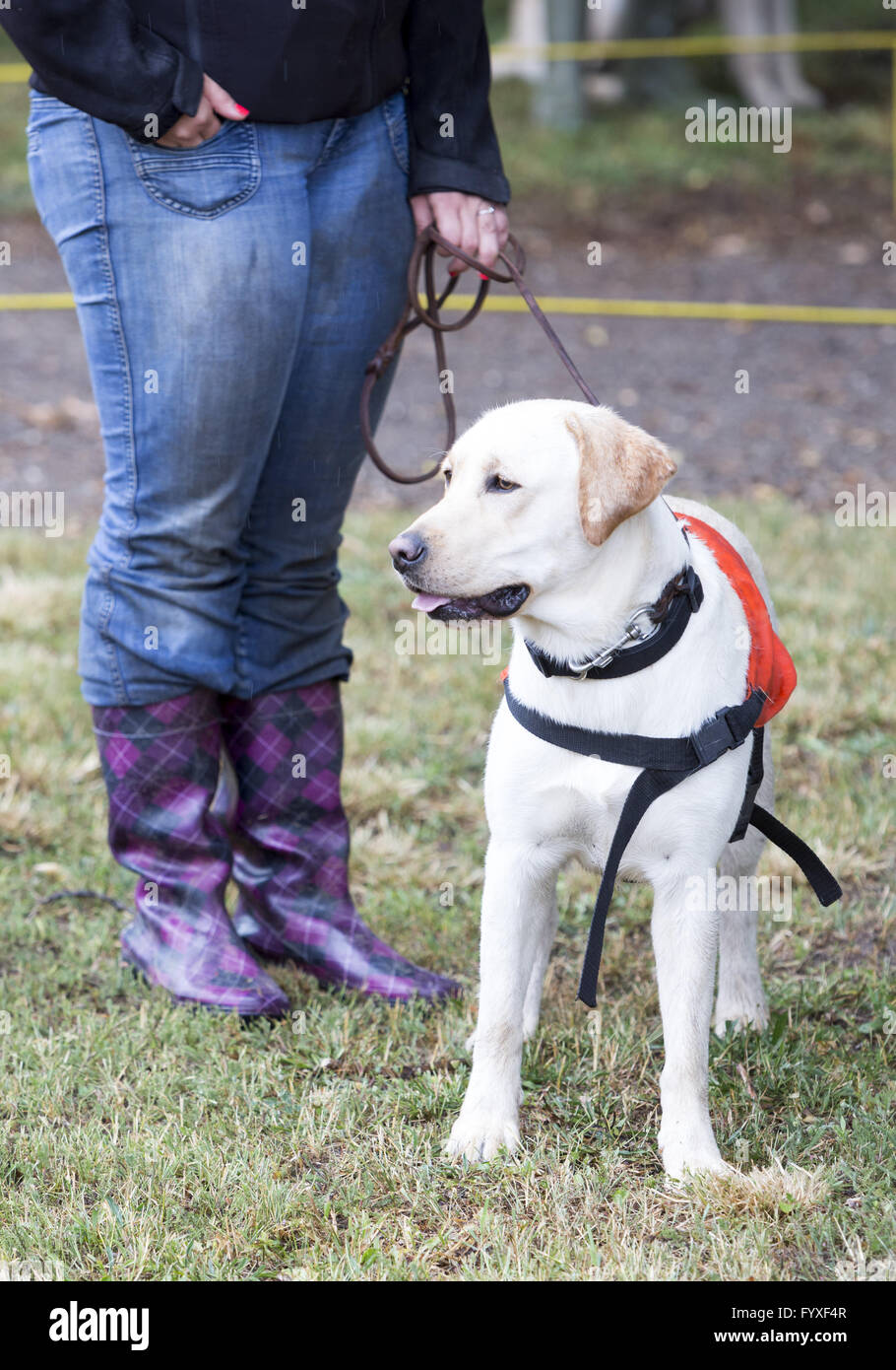 Trainer avec labrador retriever chien-guide Banque D'Images