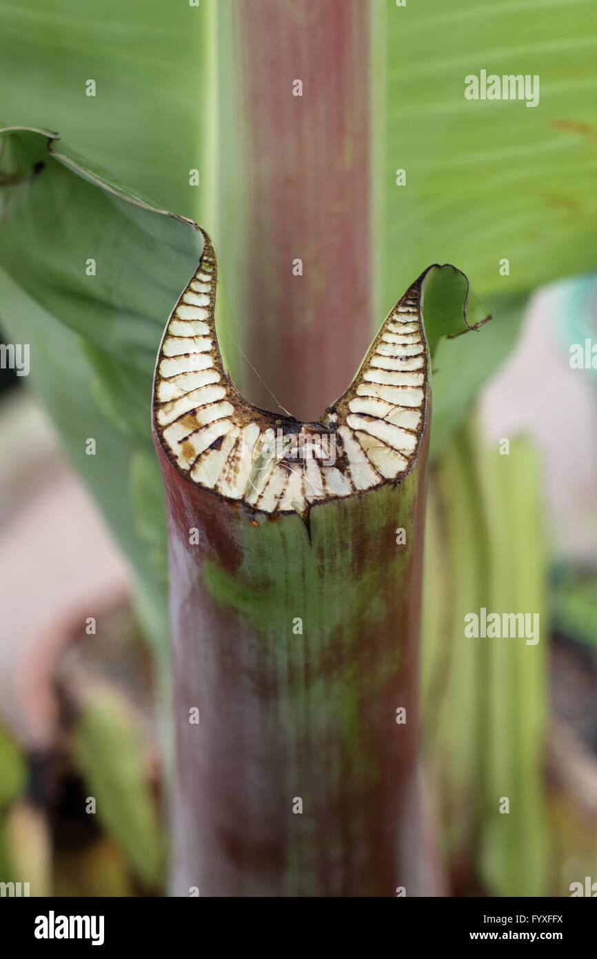 Close up image of f boîte Ensete ventricosum, tige feuille de bananier d'Abyssinie Banque D'Images