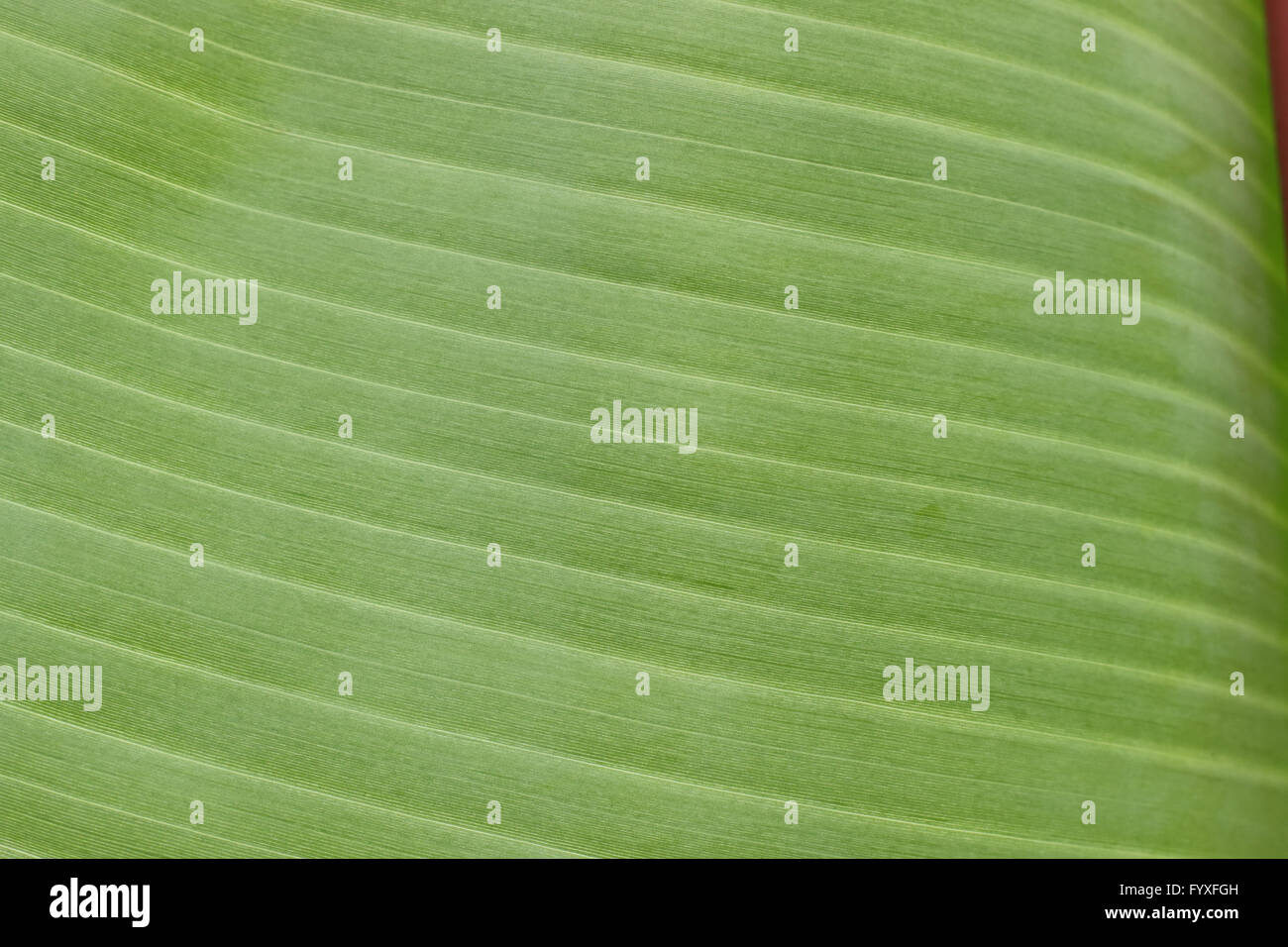 Close up of banana leaf Banque D'Images