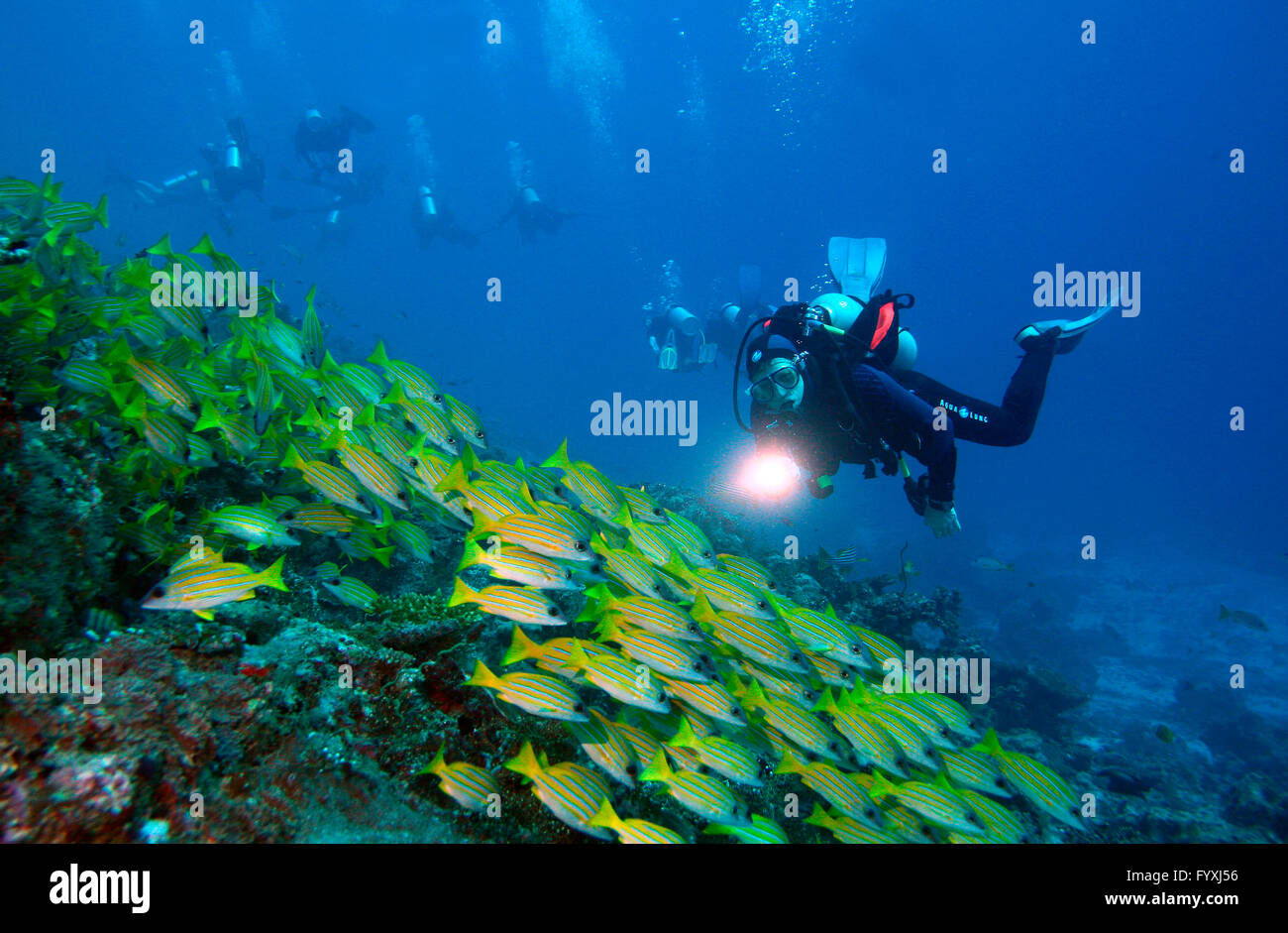 Plongeur et Bluestripe Snapper, commune / Maldives (Lutjanus kasmira) Banque D'Images