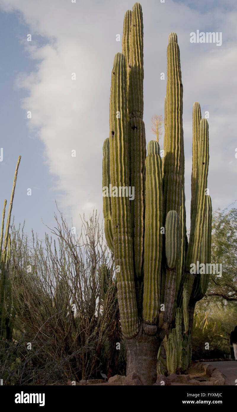 Pachycereus pringlei, cardon,plus grand cactus Banque D'Images
