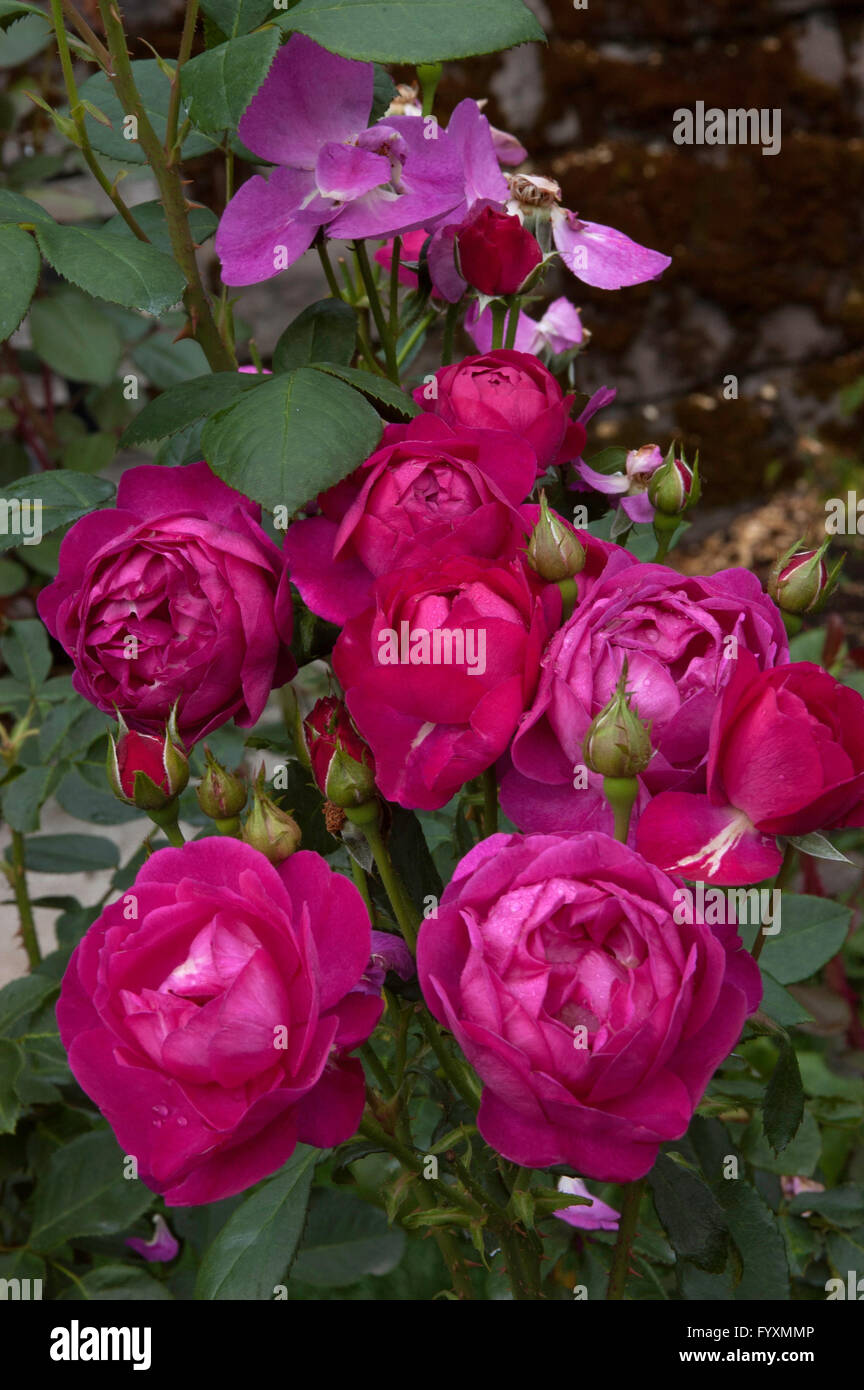 Rose, Rose Purple Heart, floribunda, Banque D'Images
