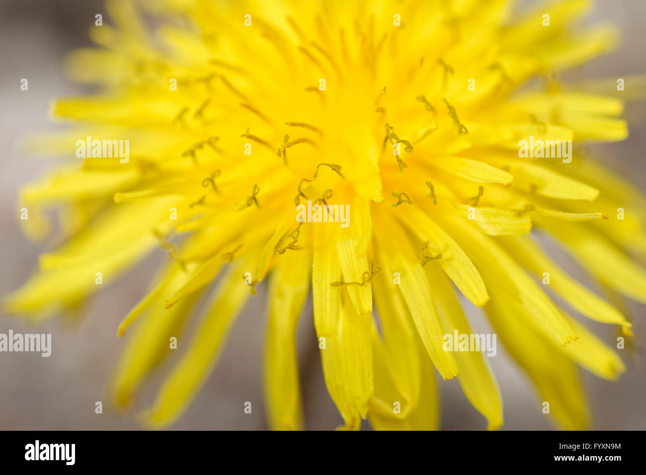La fleur de pissenlit, Taraxacum officinale. Banque D'Images