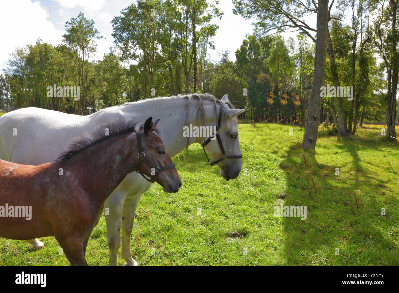 Le cheval blanc et la baie poulain Banque D'Images