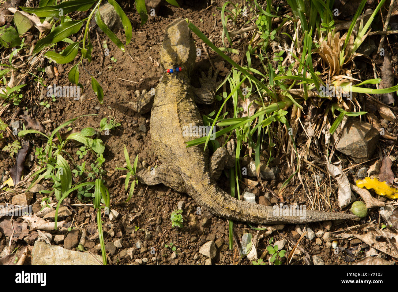 Tuatara est un reptile endémique de la Nouvelle-Zélande. Ressemblant à des lézards communs le tuatara est le seul autre survivant des ordre des animaux. Banque D'Images