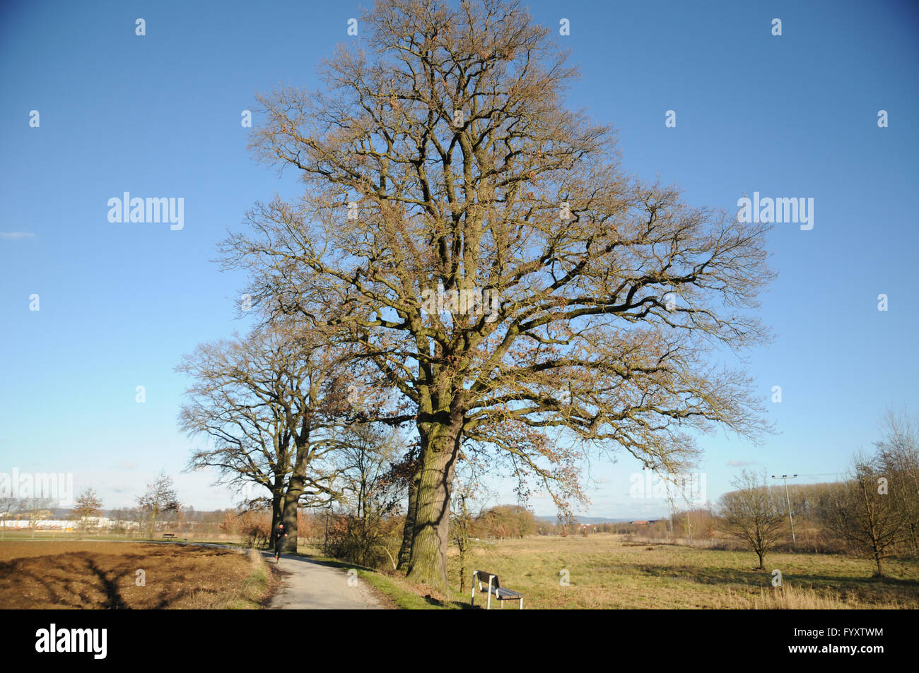 Quercus robur, chêne allemand, monument naturel Banque D'Images