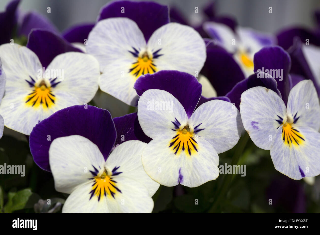 Fleurs Violettes Et Blanches