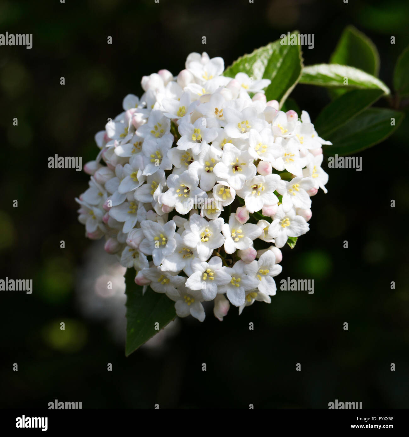 La floraison du Viburnum blanc Banque D'Images