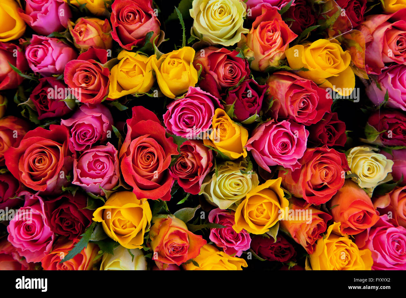 Roses colorées contexte Banque D'Images