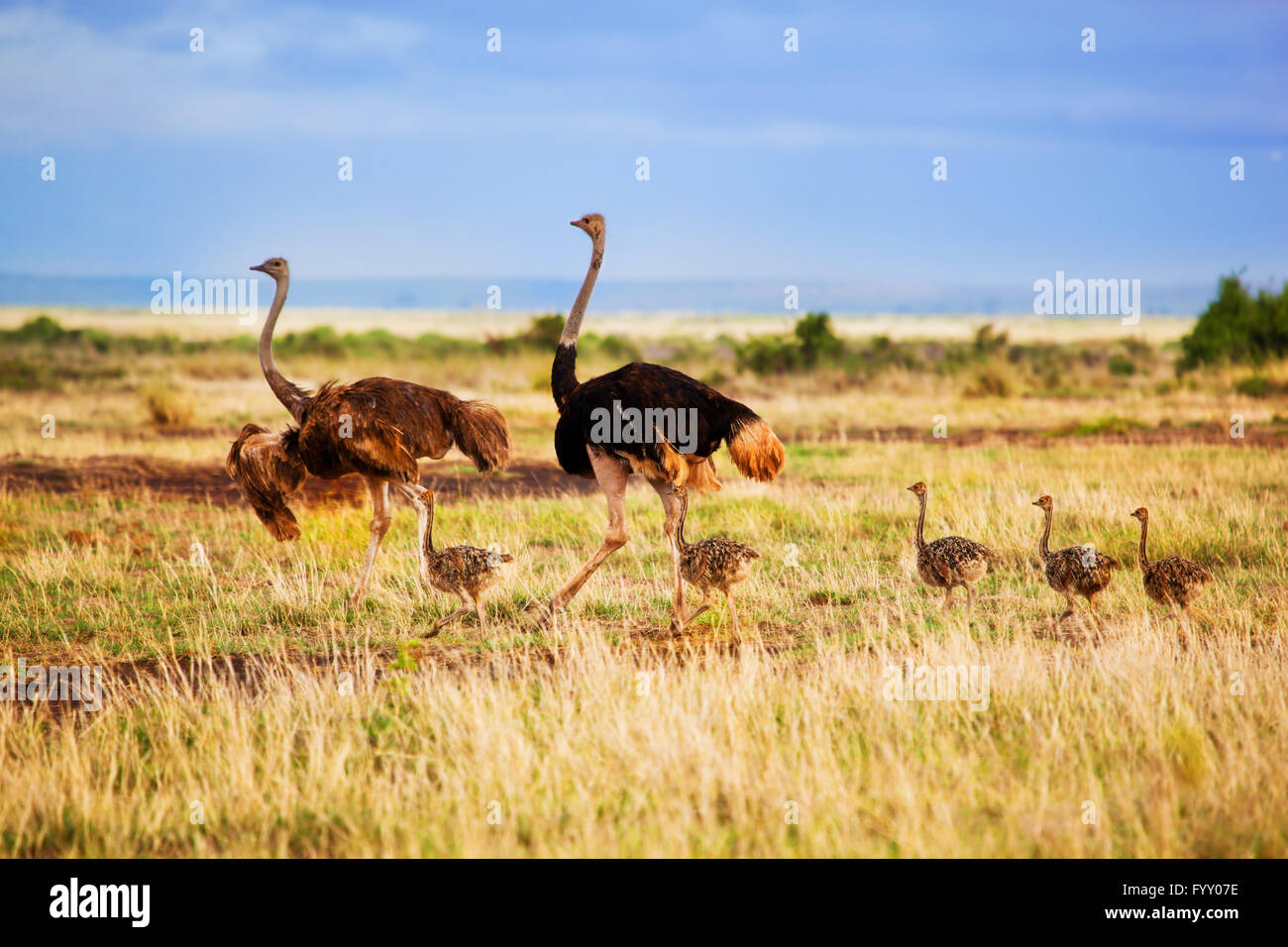 Famille d'autruche sur savane, Amboseli, Kenya Banque D'Images