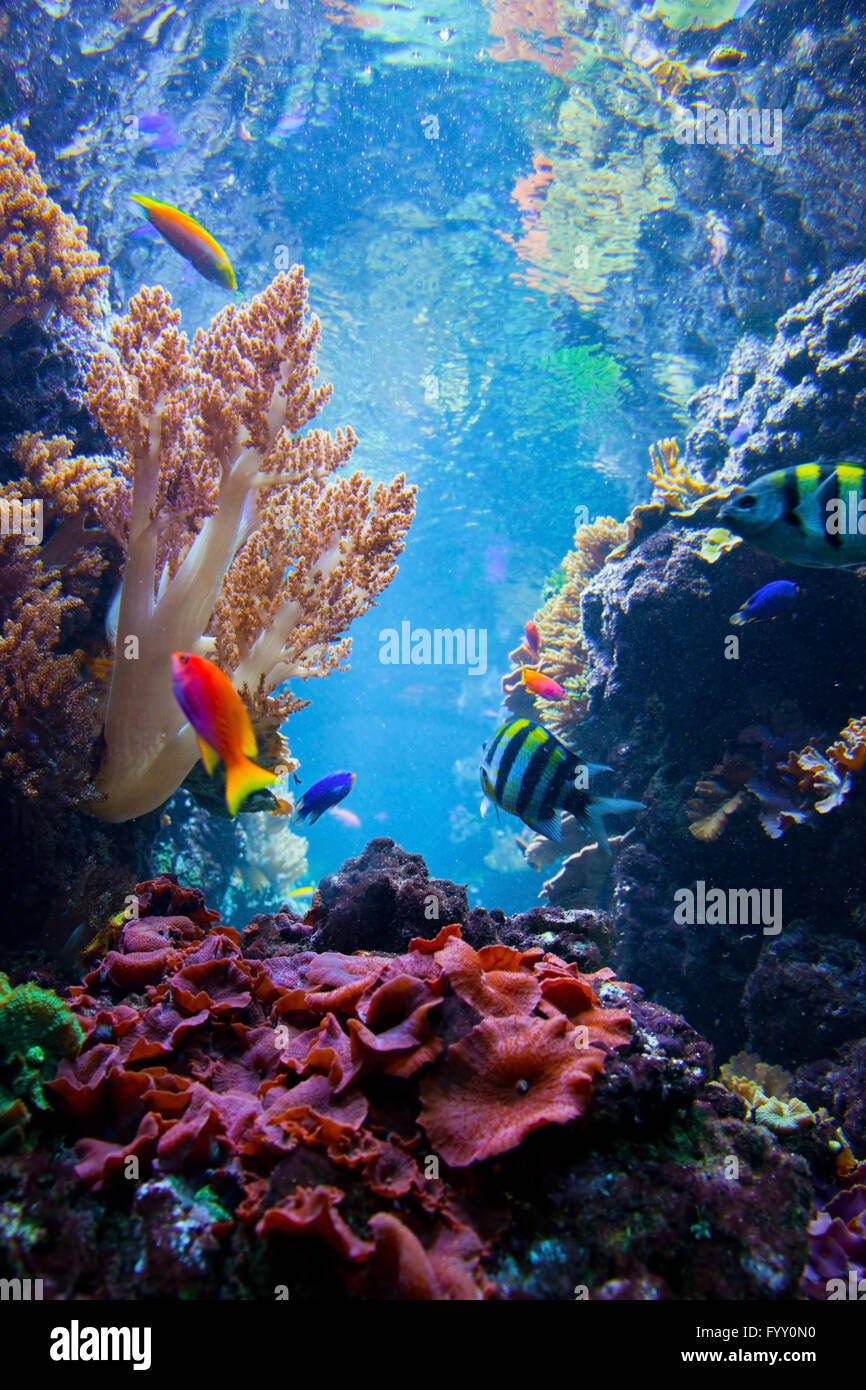 Scène sous-marine avec des poissons, coraux Banque D'Images
