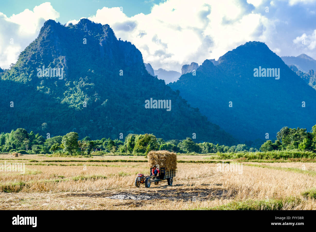 L'Asie. L'Asie du Sud-Est. Le Laos. Province de Vang Vieng. Village rural. Travaillant dans un champ de riz. Banque D'Images