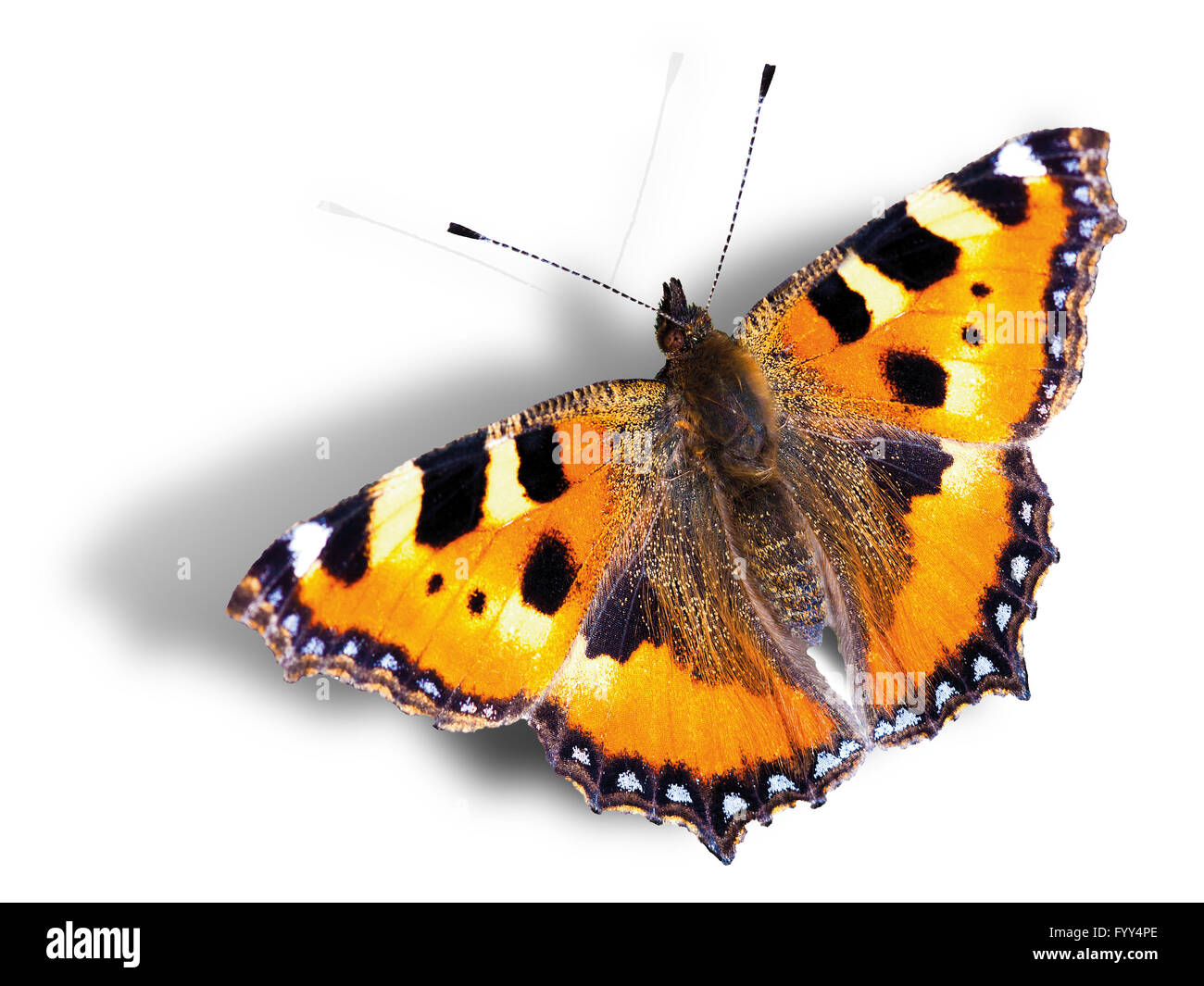 Papillon avec ombre contre fond blanc, illusion 3D Banque D'Images