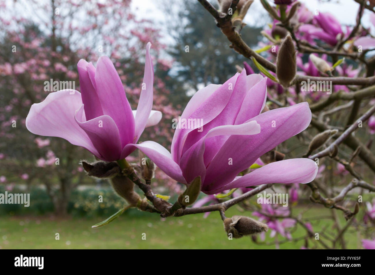 Deux fleurs magnolia rose avec d'autres derrière floue et cherry blossom en arrière-plan. Banque D'Images