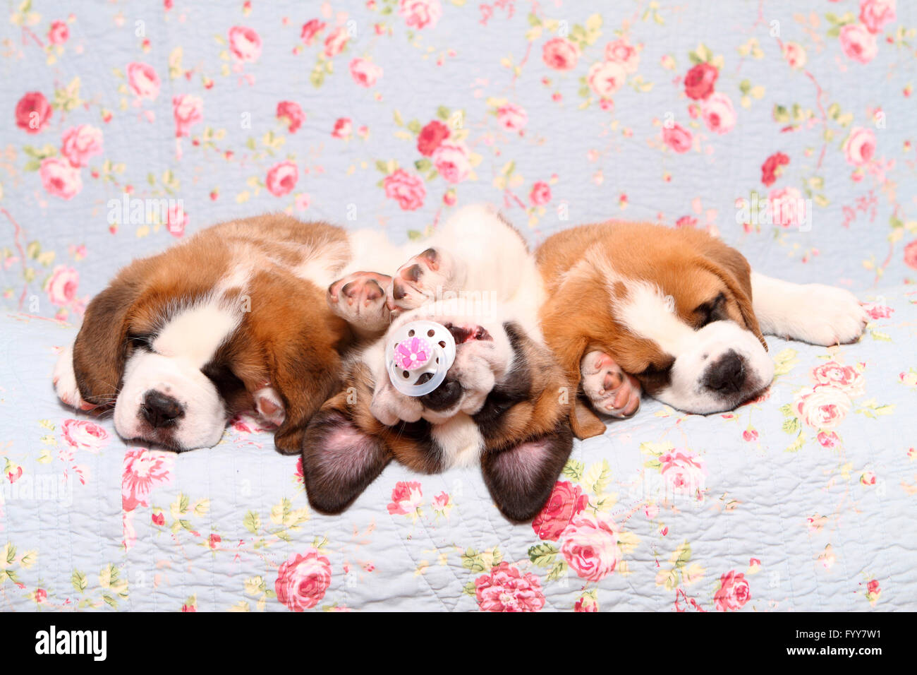 Chien Saint Bernard. Trois chiots (7 semaines) de dormir sur une couverture bleue avec fleur rose imprimer, l'un d'entre eux portant avec bébé sucette dans sa bouche. Allemagne Banque D'Images