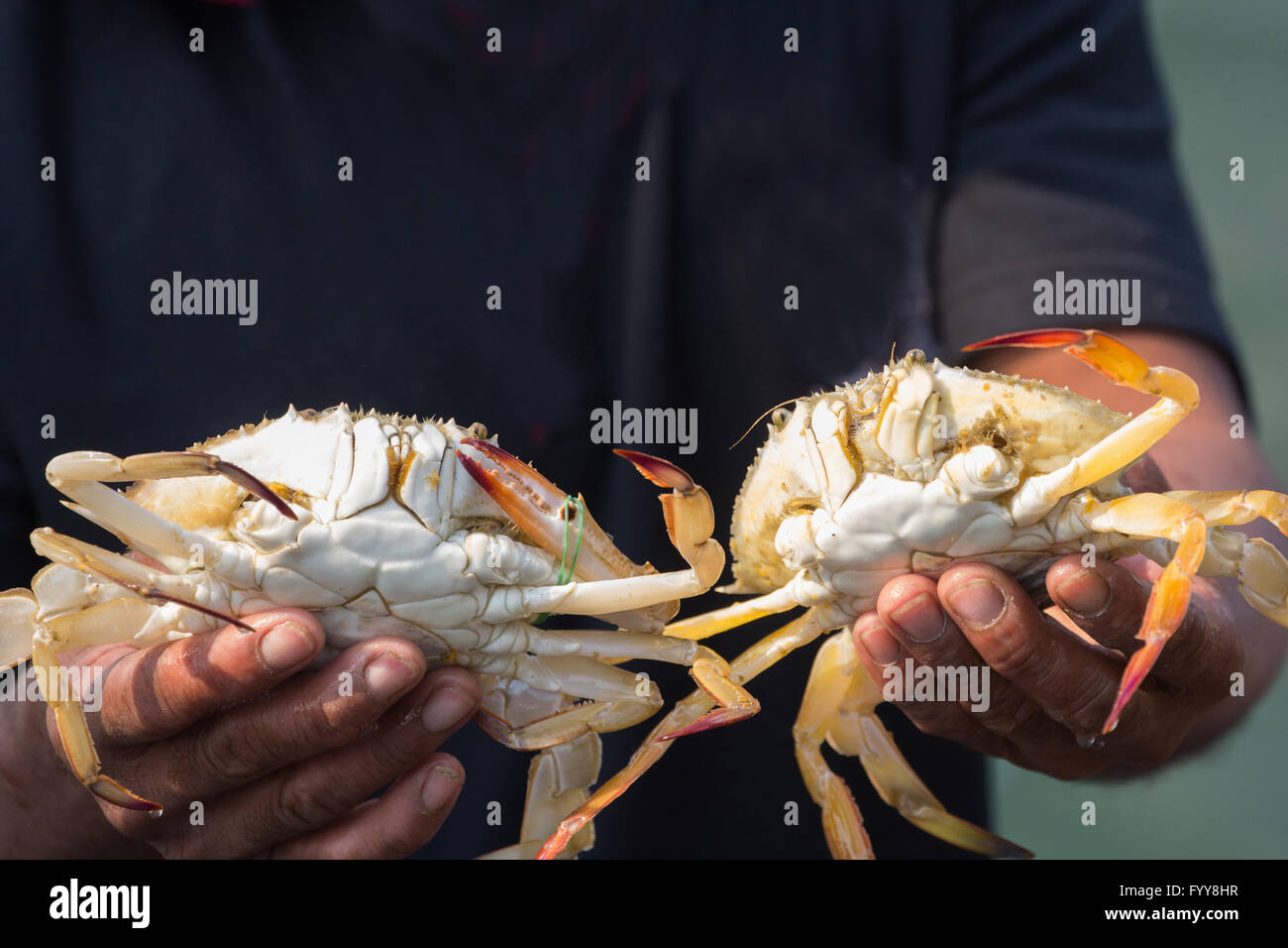 Le crabe est pris dans le panier Banque D'Images