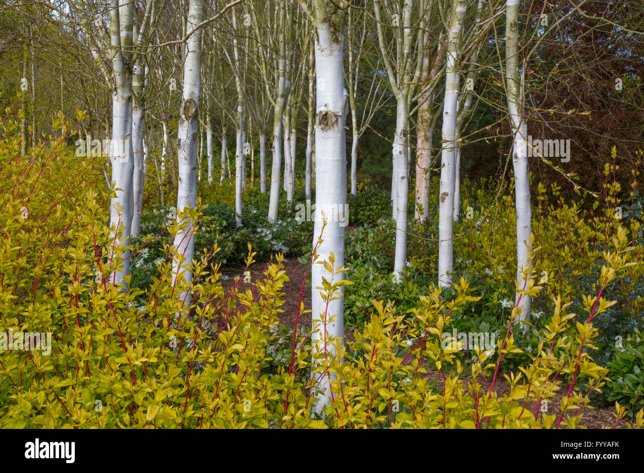 Biches himalayenne Betula utilis var jacquemontii et Red tig Dogwood Cardinal Cornus sericea Banque D'Images