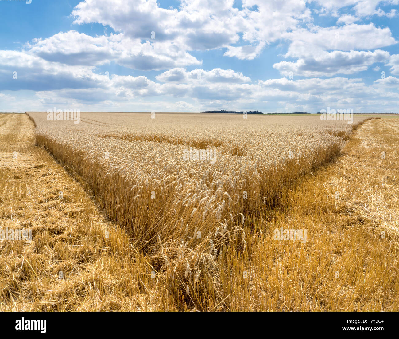 Pointe d'un champ de blé récolté en partie Banque D'Images