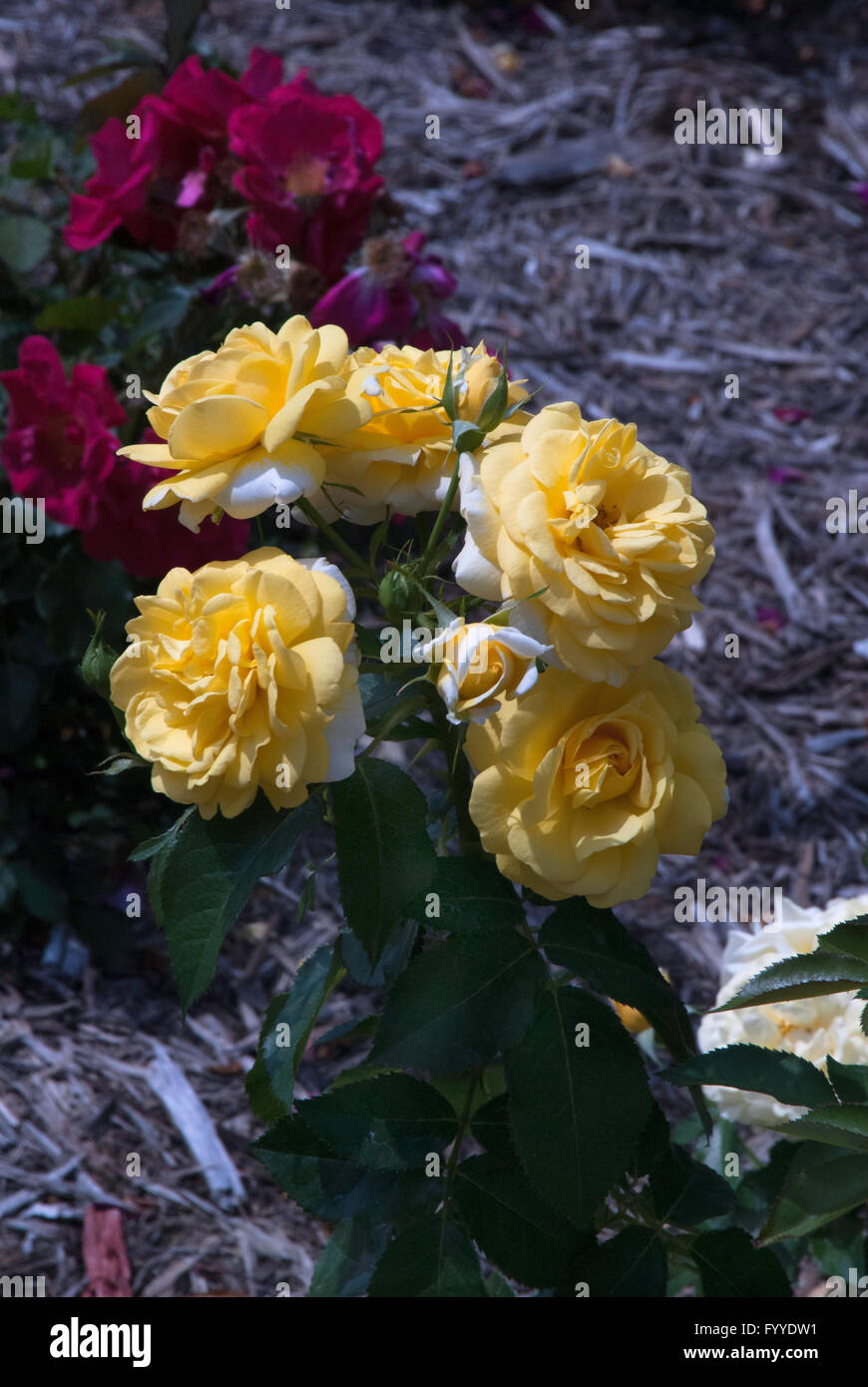 Rose, Rosa Route de brique jaune, rose, l'élégance facile Banque D'Images