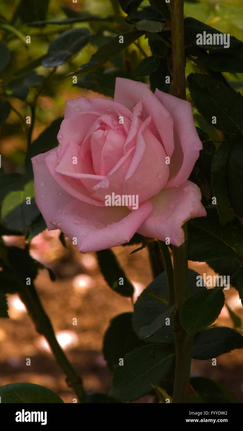 Rose, Rosa, rêve de brides, hybrides de thé Banque D'Images