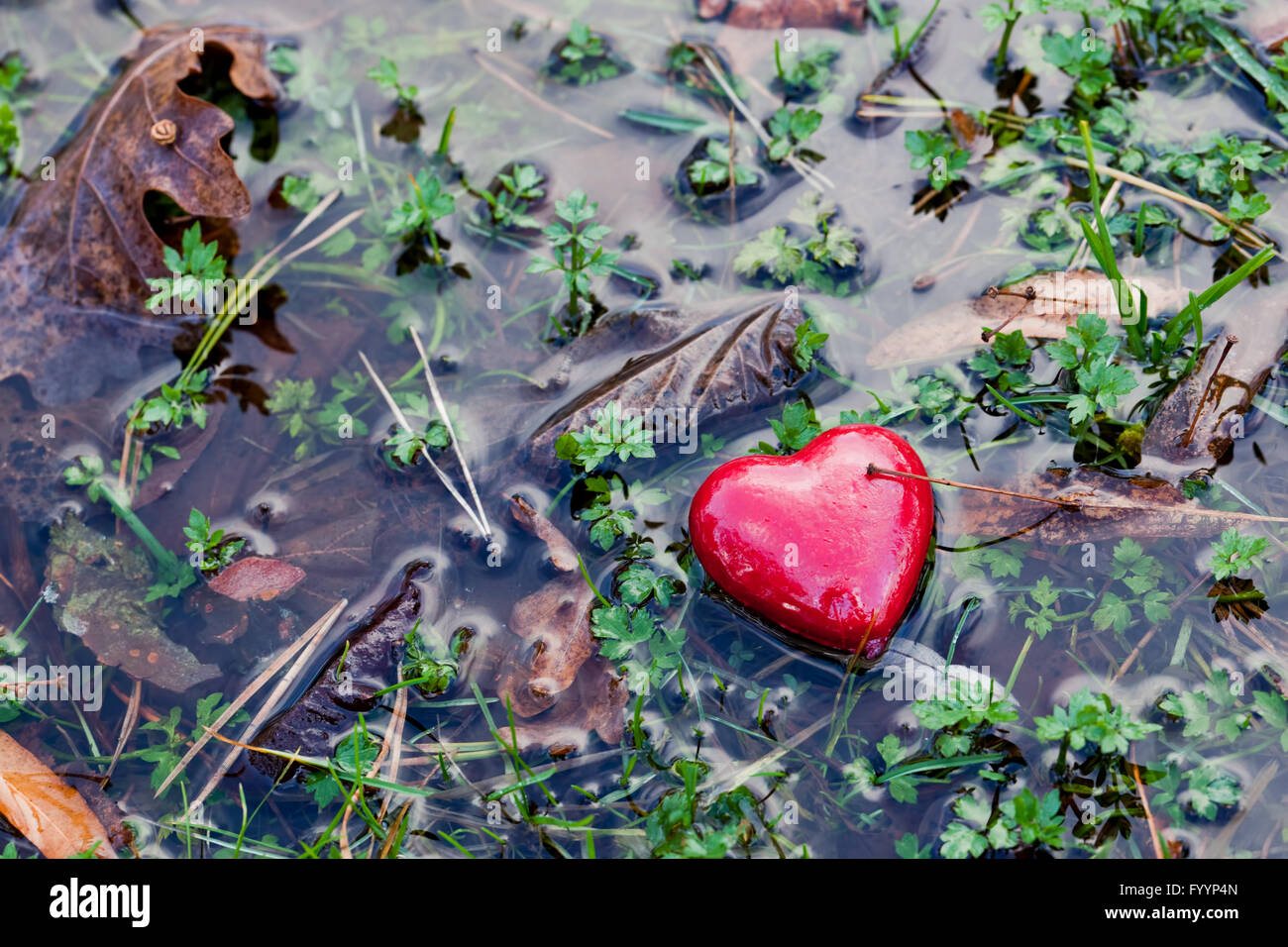 Coeur rouge dans l'eau flaque d'herbes marécageuses sur Banque D'Images