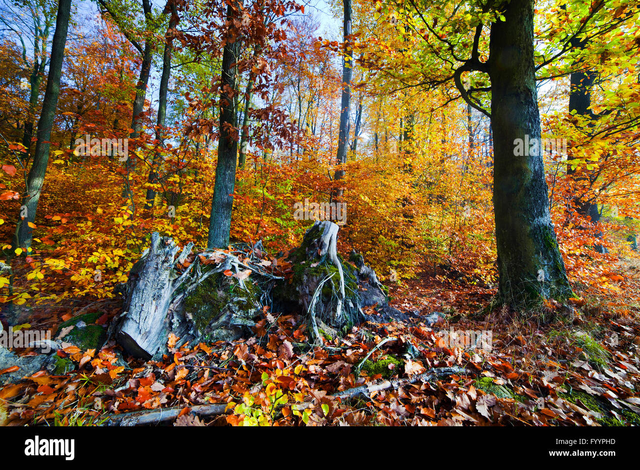Forêt naturelle en automne Banque D'Images