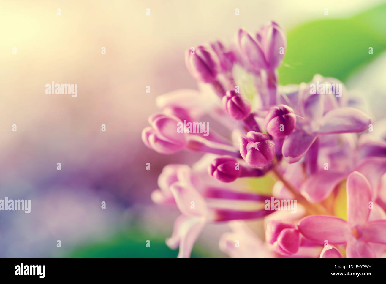 Printemps en fleurs fleurs lilas mauve close-up Banque D'Images