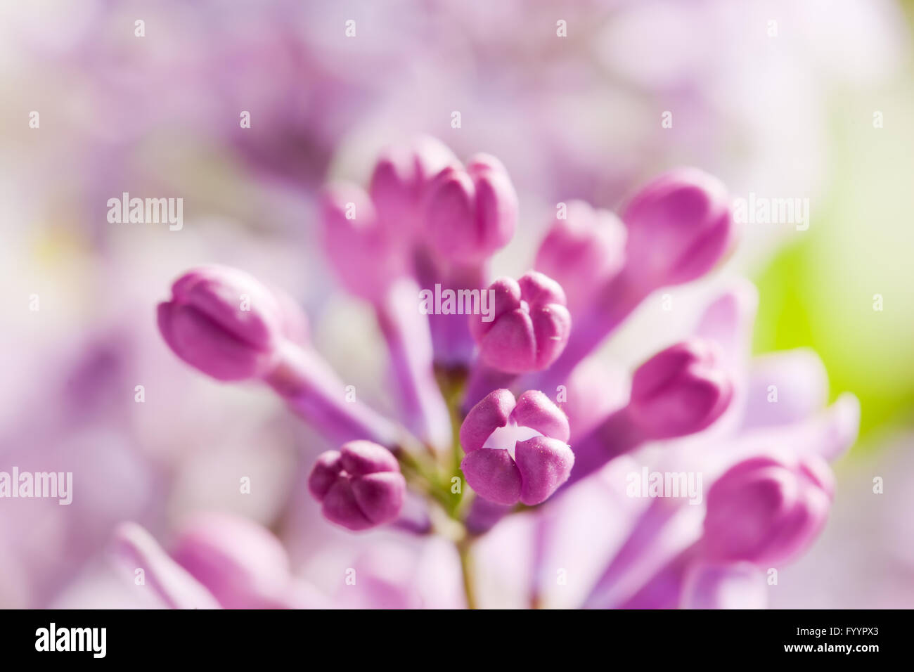 Printemps en fleurs fleurs lilas mauve close-up Banque D'Images
