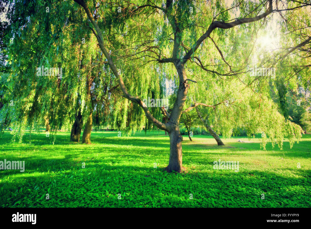 Parc d'été vert paysage. Thème de la Nature Banque D'Images