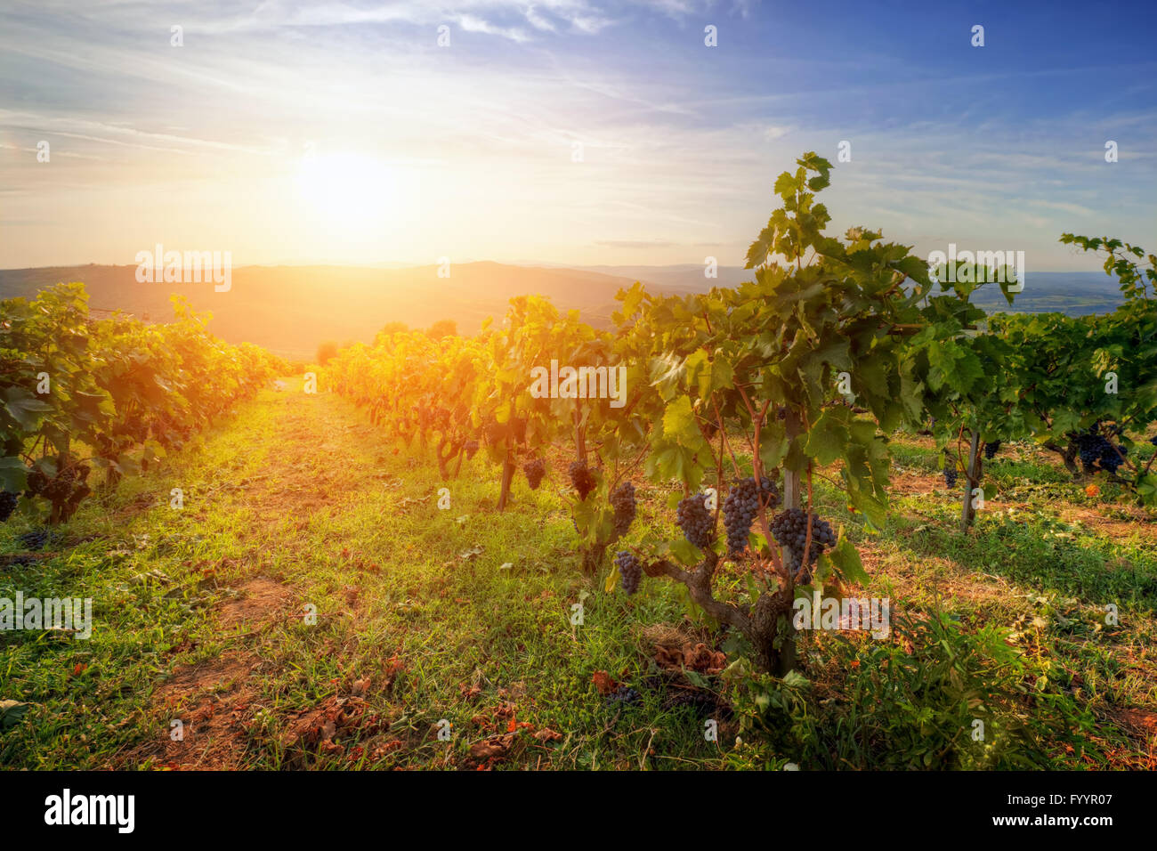 Vignoble en Toscane, raisins mûrs au coucher du soleil Banque D'Images