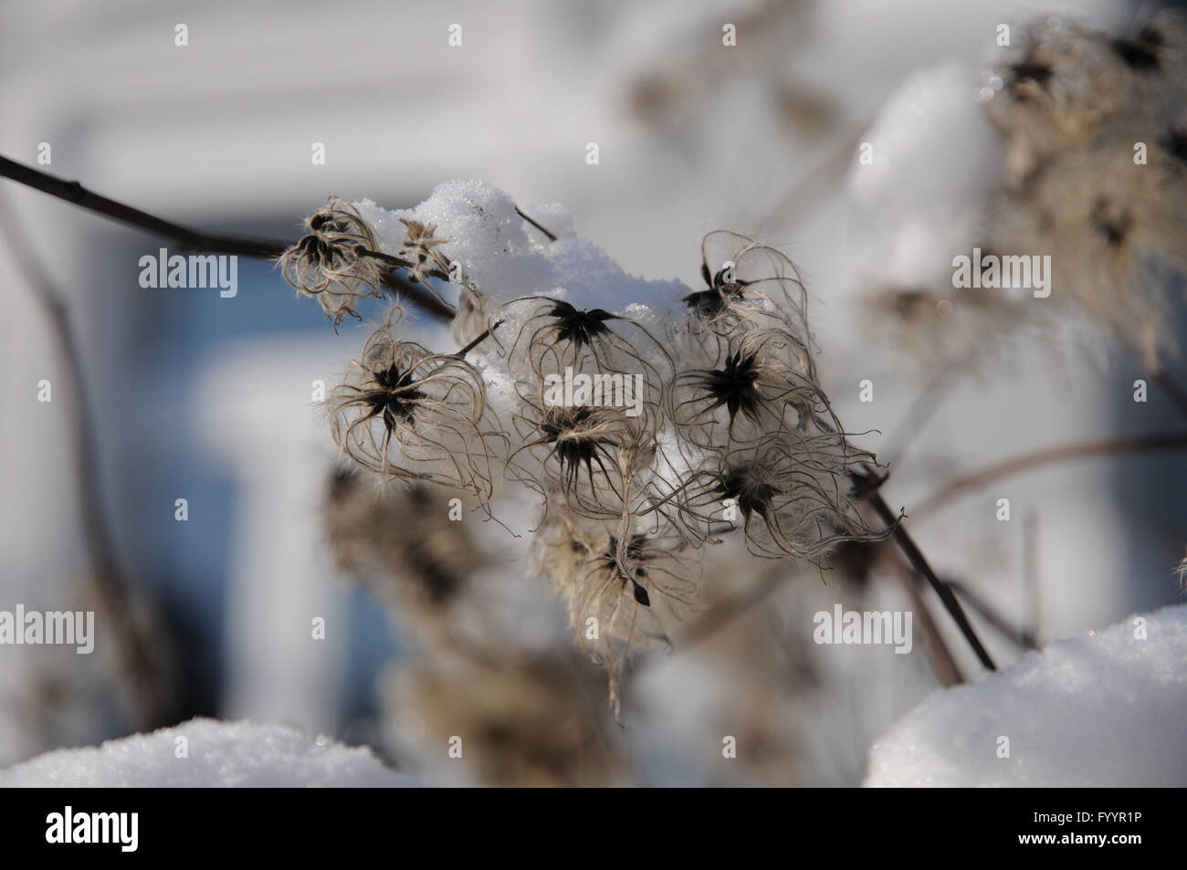 Clematis vitalba, Vieux Mans beard Banque D'Images