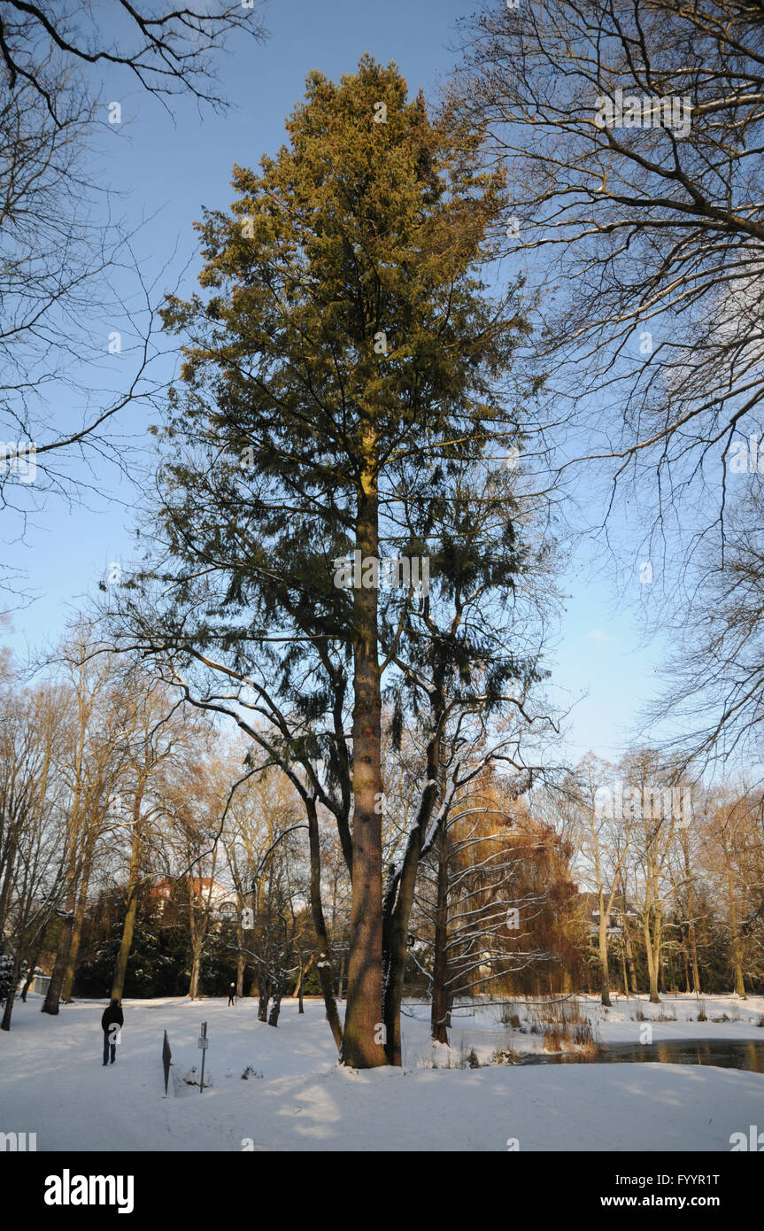 Pseudotsuga douglasii, Douglas Banque D'Images