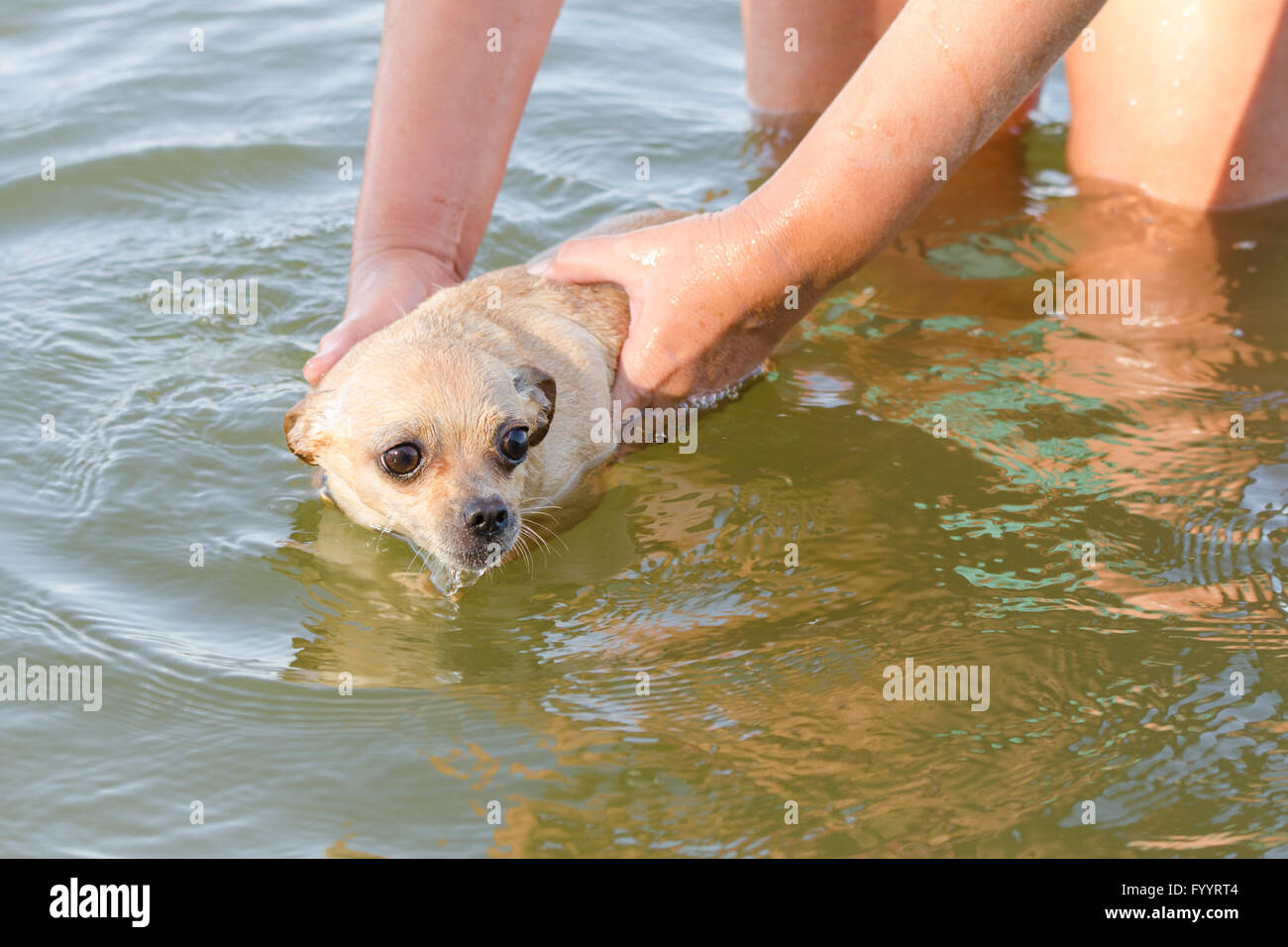 La rivière pour nager peur chien Chihuahua Banque D'Images