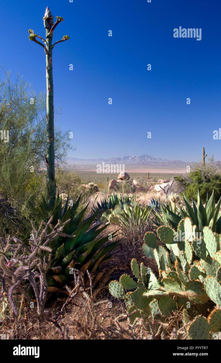 L'aloès en fleur , désert de Sonora Banque D'Images