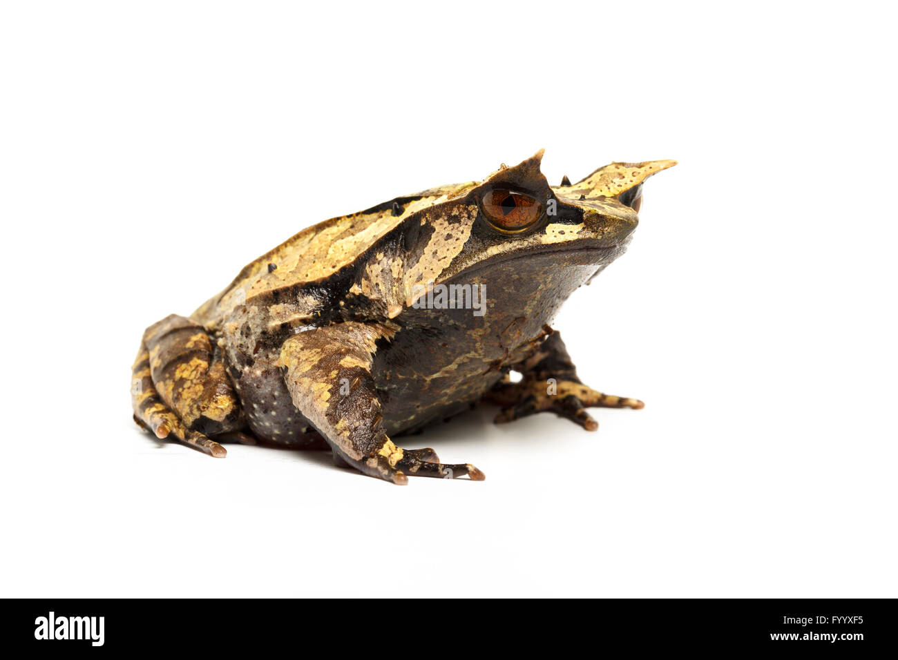 Crapaud Cornu asiatique, Megophrys nasuta, membre de l'Megophryidae. Asie (captive). Banque D'Images