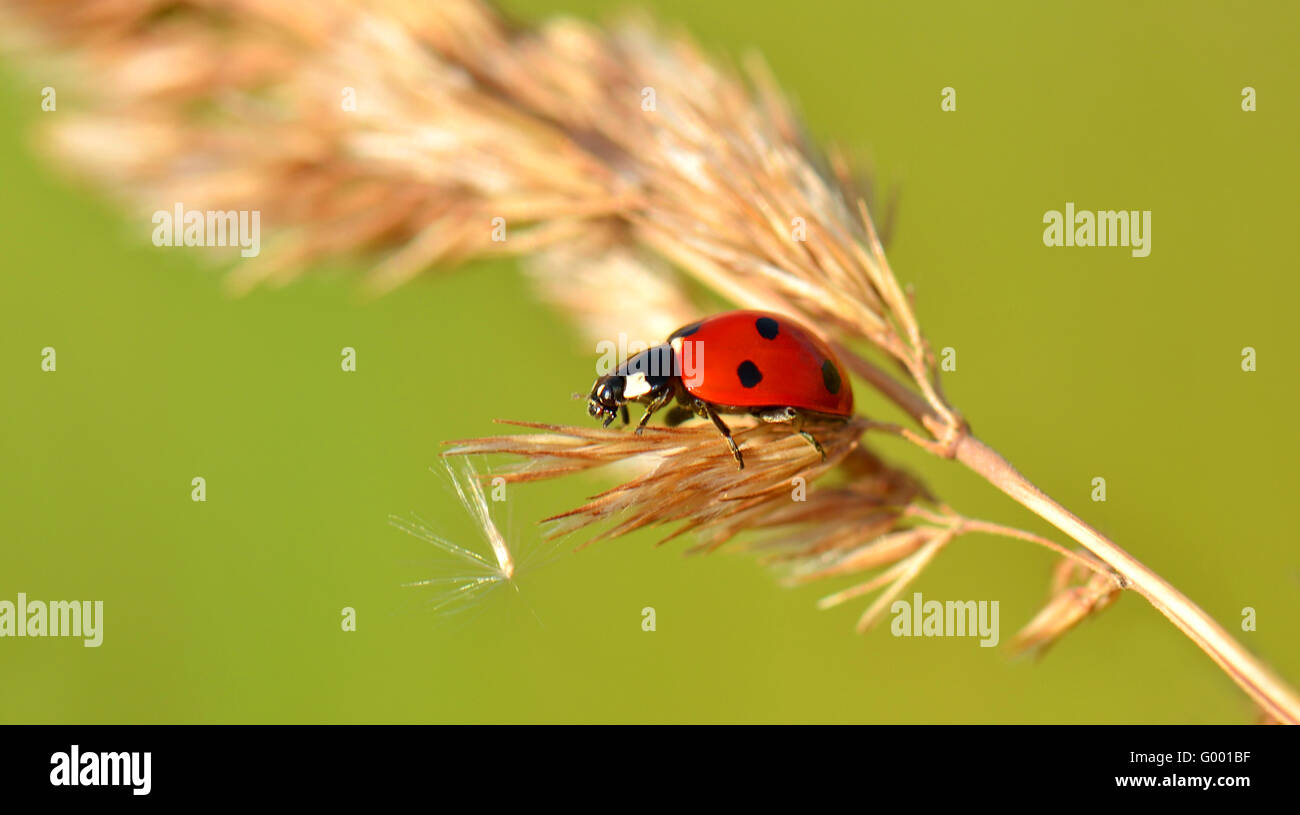 Lady bird Banque D'Images