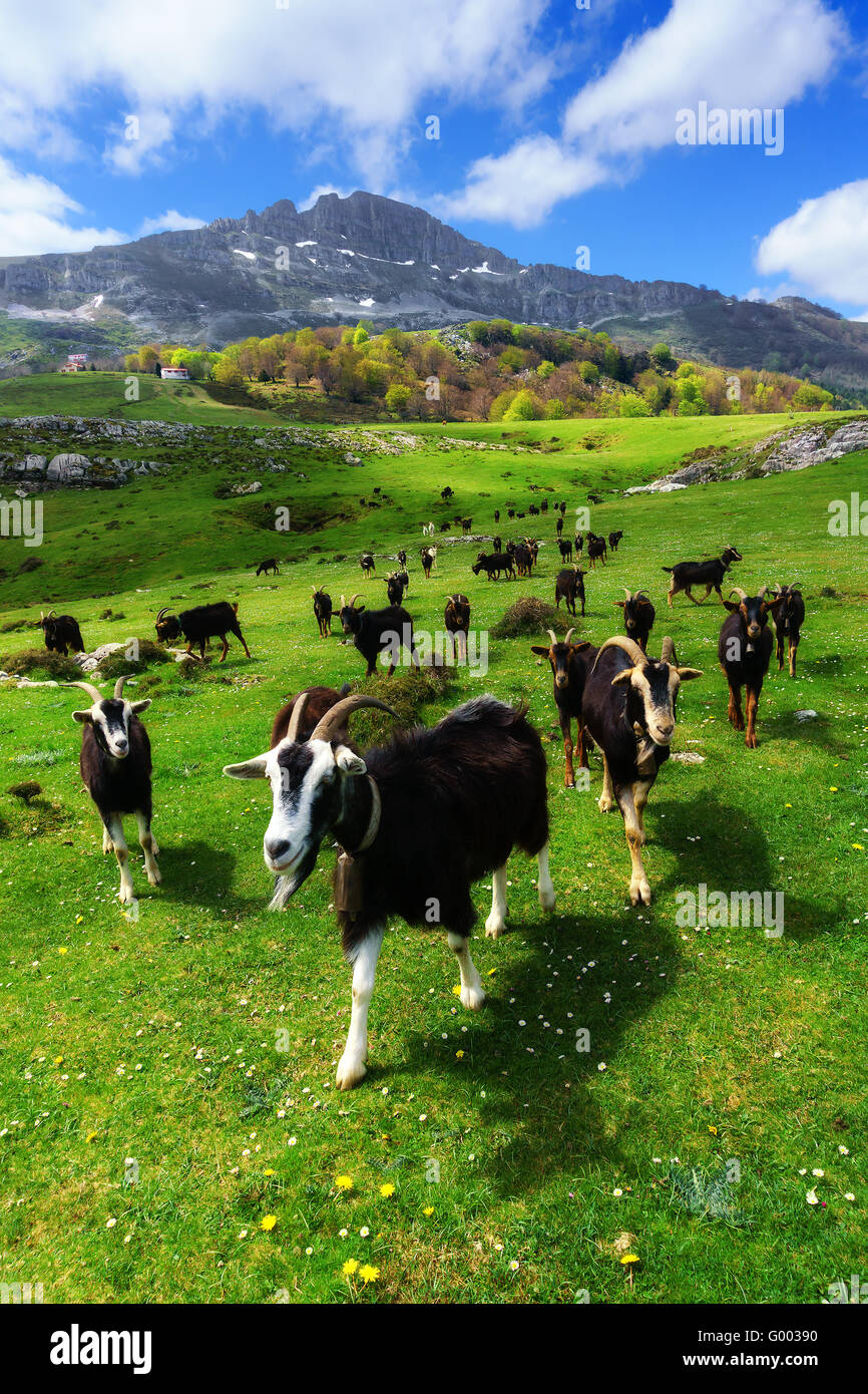Les chèvres près de la montagne Aldamin Banque D'Images
