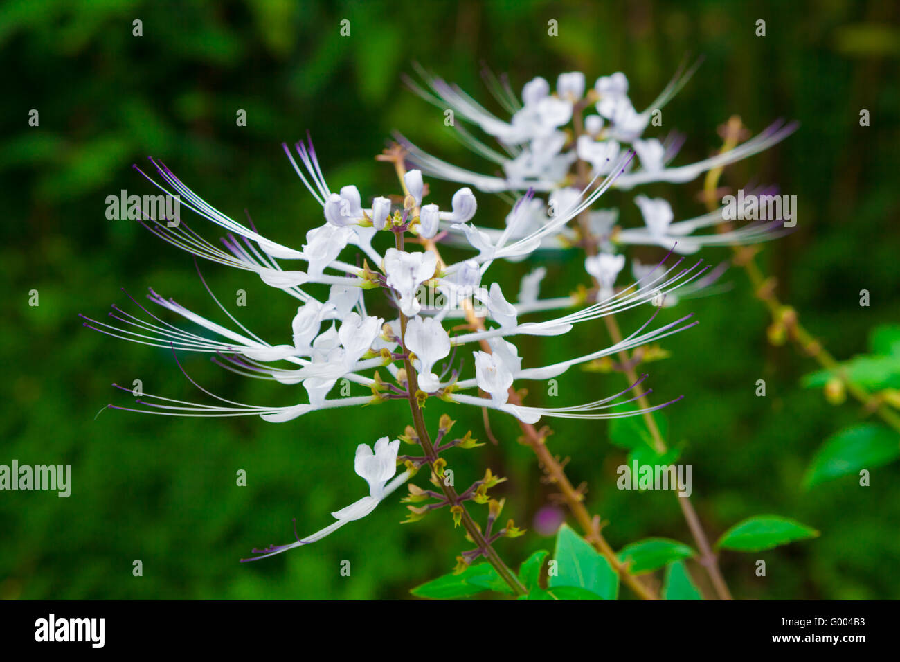 Cat's en fleurs plantes moustaches Banque D'Images