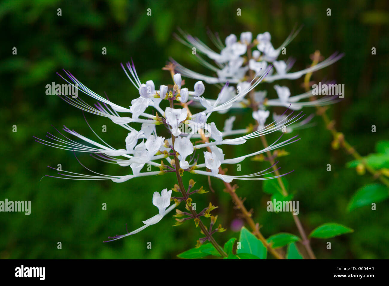 Cat's en fleurs plantes moustaches Banque D'Images
