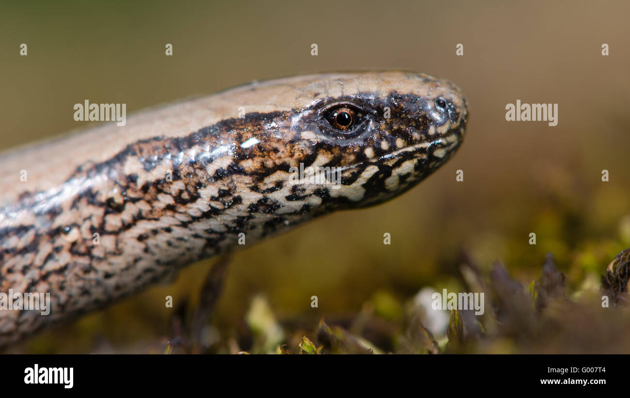 Ver lent (Anguis fragilis) close-up de tête. Un lézard sans pattes avec bold, dans la famille Anguidae Banque D'Images