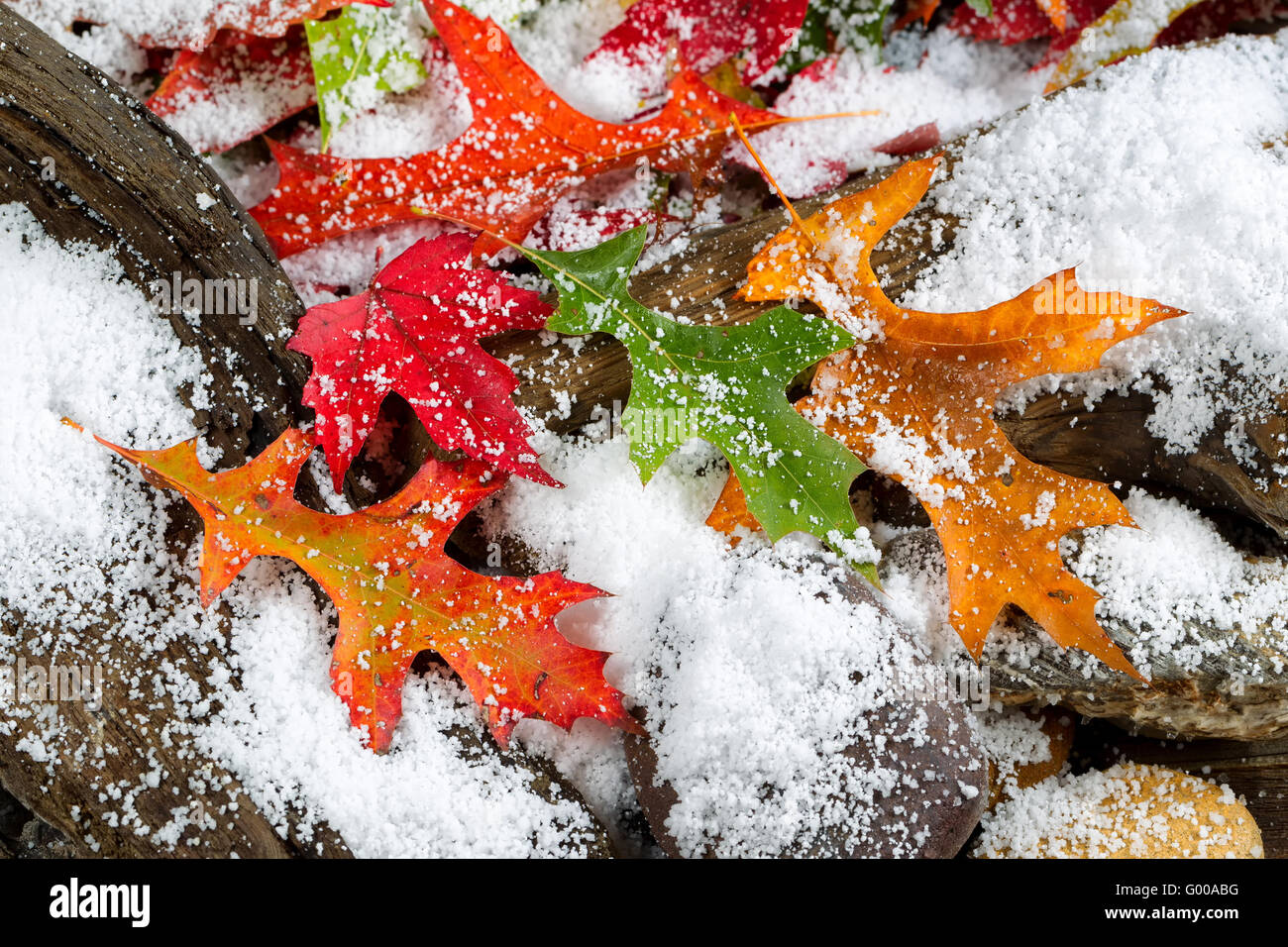 Début de la neige durant l'automne Banque D'Images