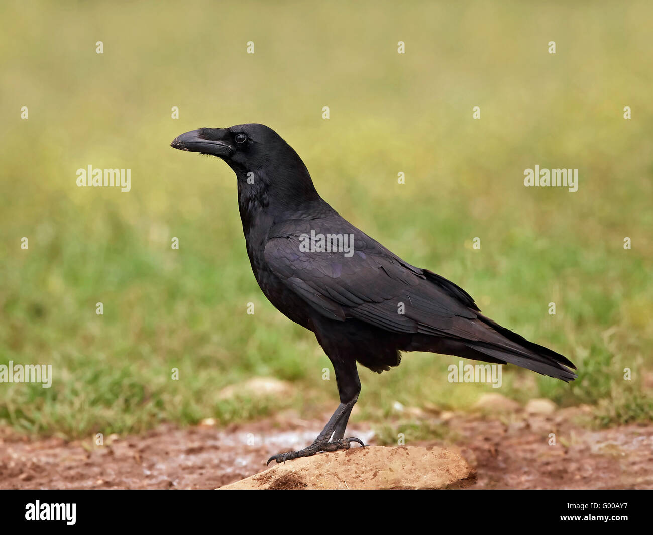 Grand corbeau assis sur le sol dans son habitat Banque D'Images