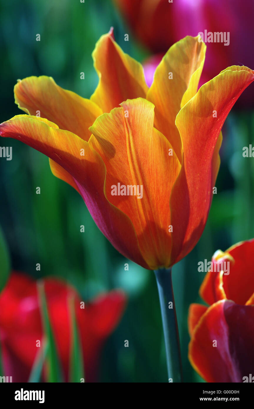 Image libre-tulip Banque D'Images