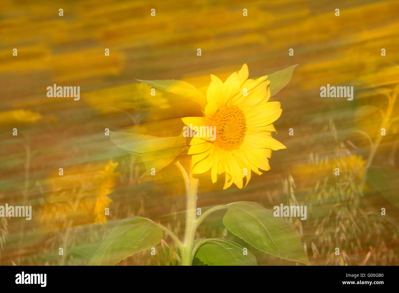 Tournesols Banque D'Images