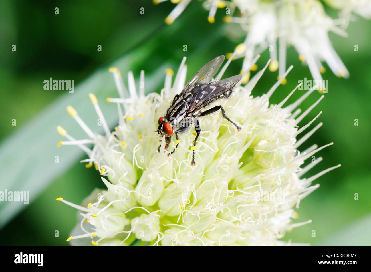 Fruit fly assis sur fleurs blanches Banque D'Images