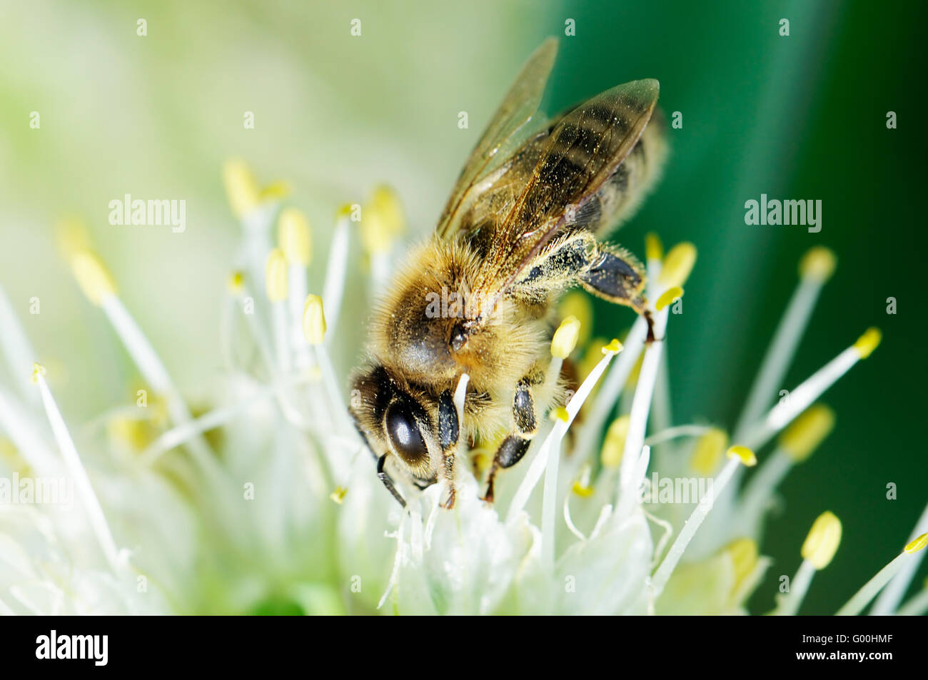 Abeille ouvrière assis sur fleur blanche Banque D'Images