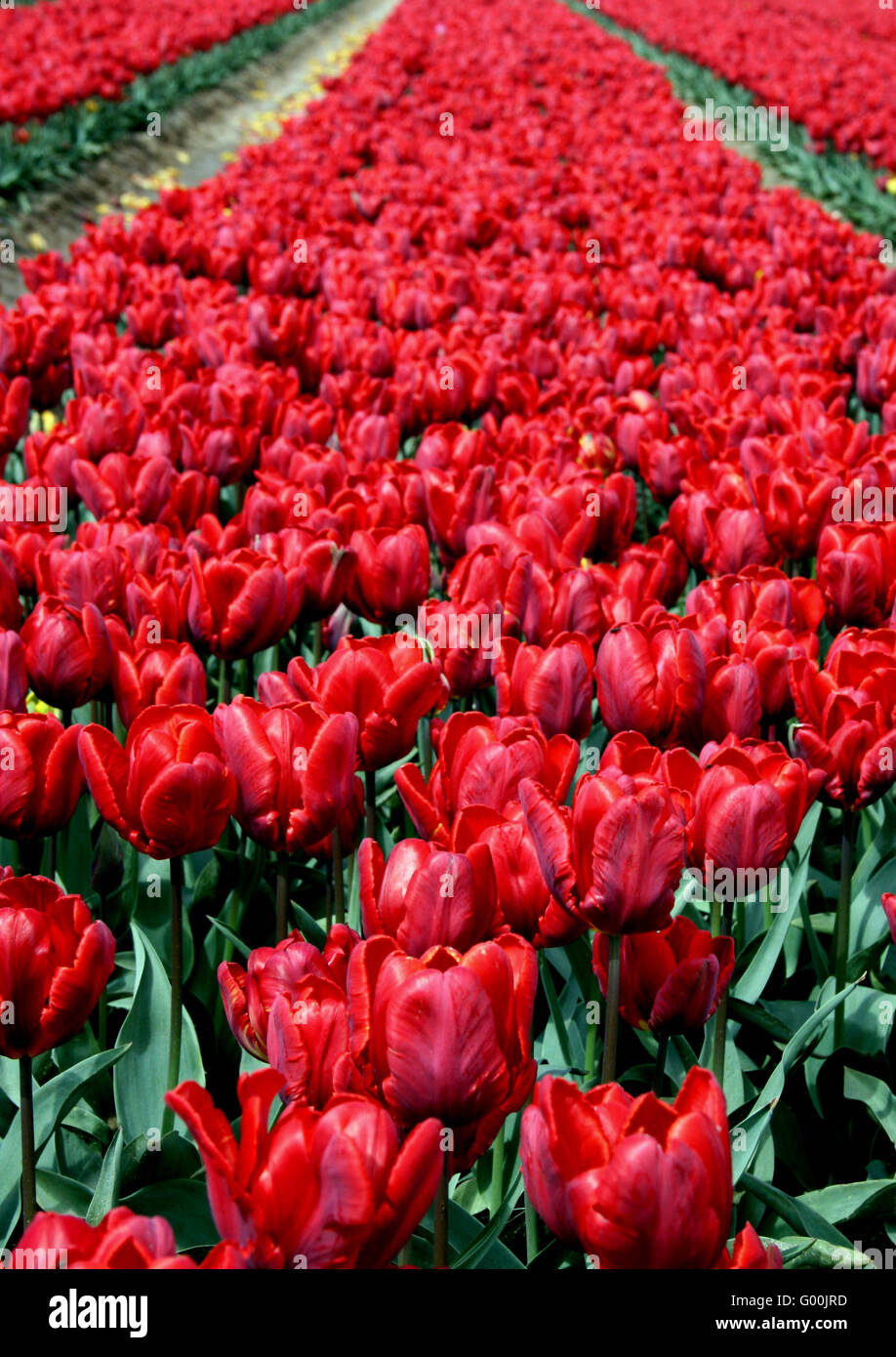 Champ de tulipes Banque D'Images