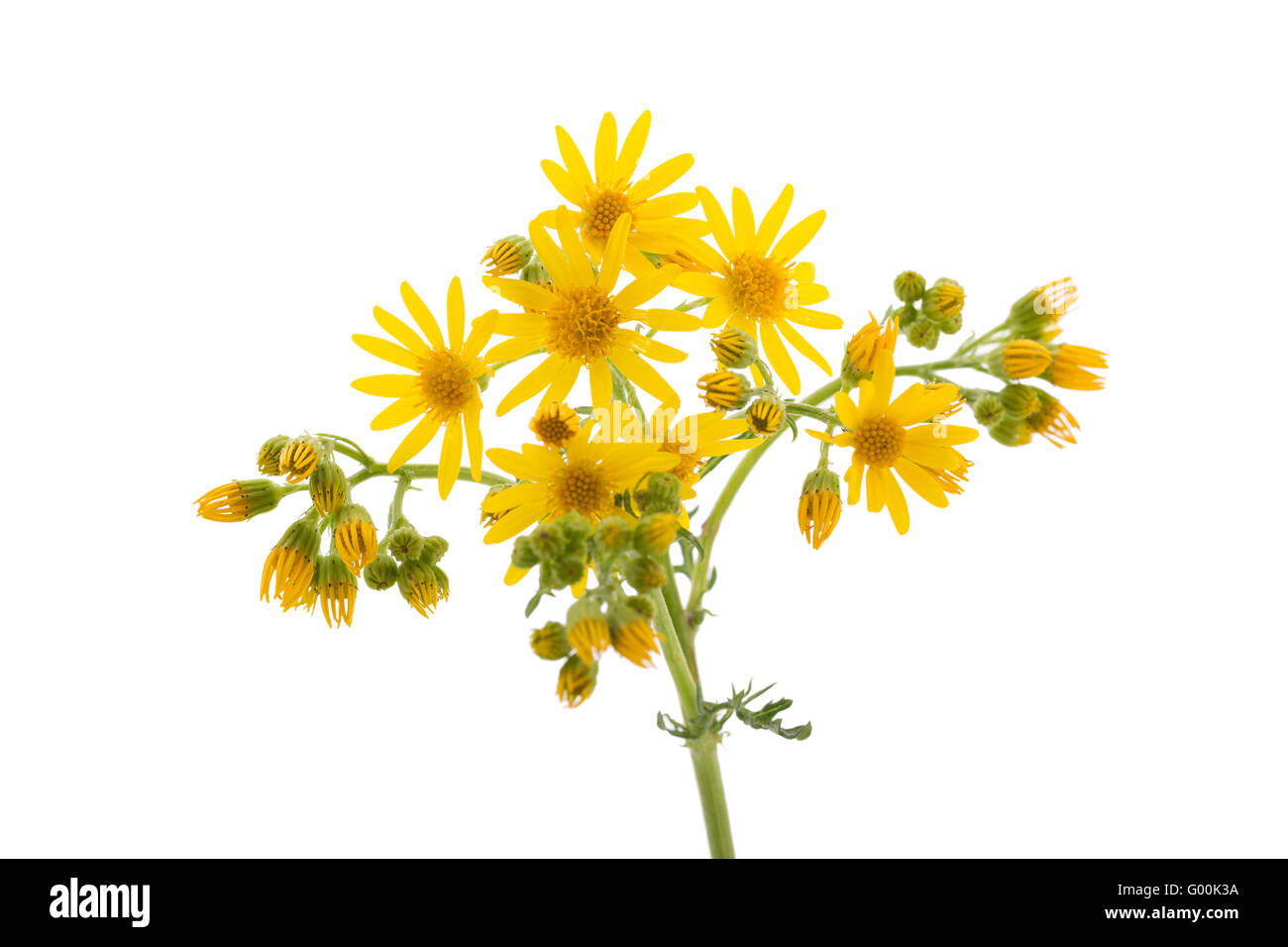 Fleurs sauvages jaune Banque D'Images