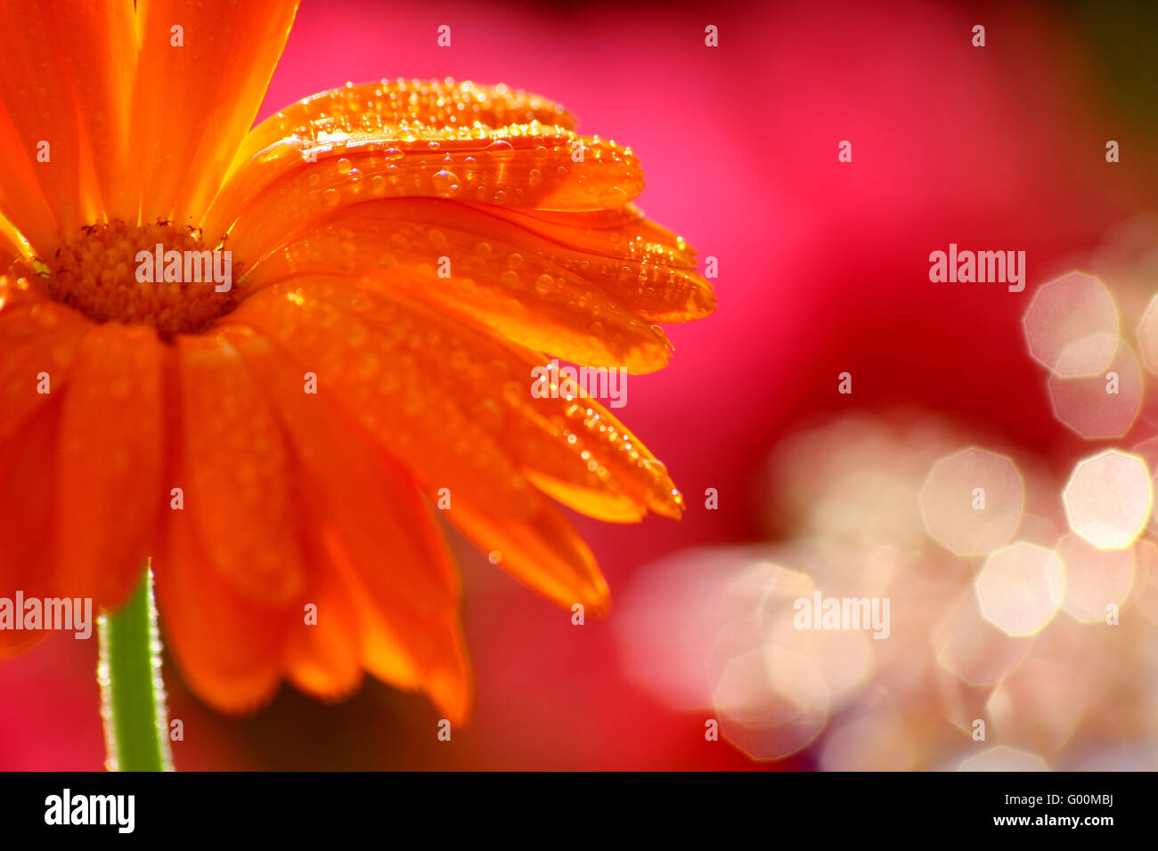 Goutte d'eau sur une fleur orange Banque D'Images