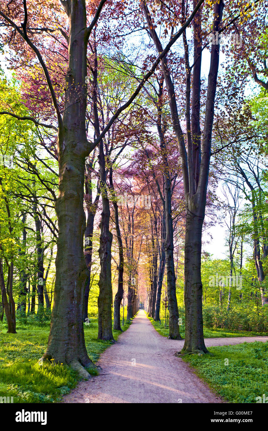 Chemin Rural bordé d'arbres Banque D'Images